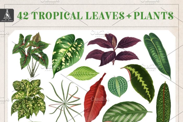 Tropical Foliage Plant - UI Freebies